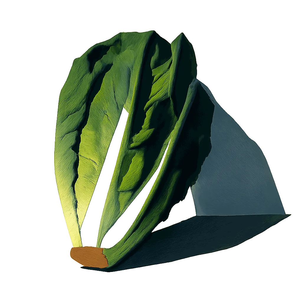 Cos lettuce